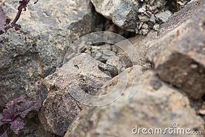 Â Yellow Spotted Keelback snake close up of juvenile snake hiding in rocks around water bodies Stock Photo